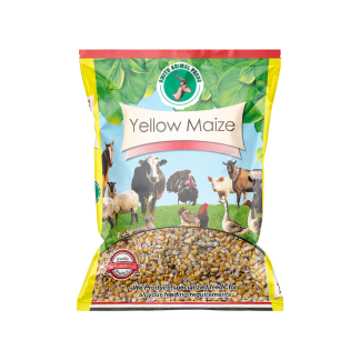 Whole Yellow Maize